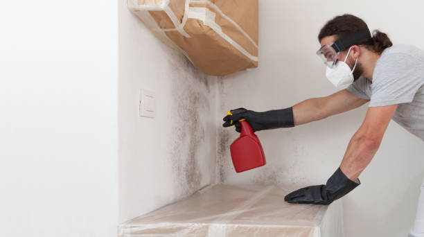 Professional Mold Remediation technician working in Newport, WA